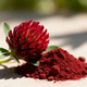 Trifoglio rosso (Biochanina A)